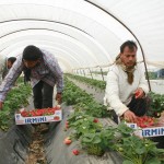 Flüchtlinge auf dem Arbeitsmarkt – Herausforderungen, Chancen, Perspektiven